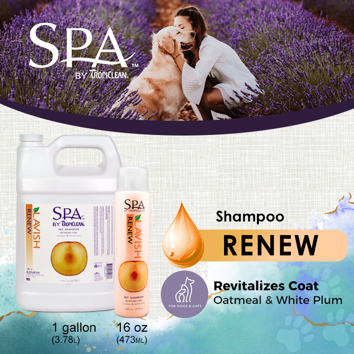 SPA SHAMPOO - RENEW